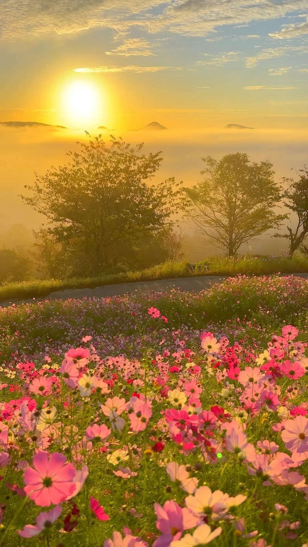 Cosmos flowers, sunrise and sea of clouds at  Hana no Station Sera in Hiroshima prefecture.I was very glad to