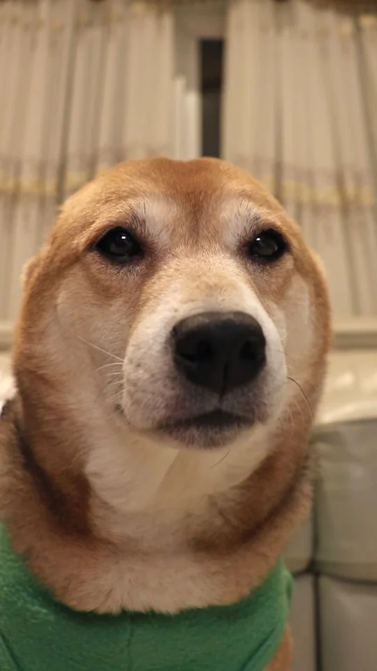 🍊!!
.
#cutedog #doglovers #shibainu #meme #explorepage