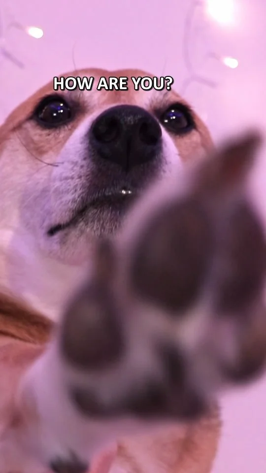 HELLO EVERYNYAN🥰
.
#cutedog #dogsofinstagram #doggo #doglovers #dog