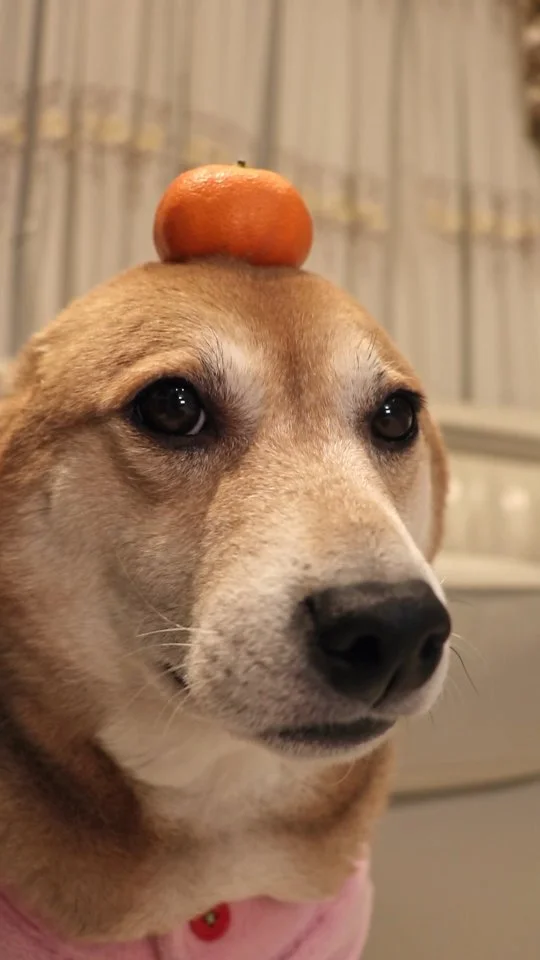 🔴 + 🟡 = 🍊!
.
#doglovers #cutedog #cute #shibainu #dog
