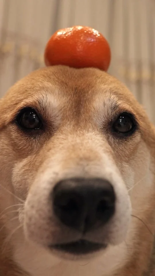 🍊!!
.
#dogsofinstagram #doglovers #cutedog #shibainu #explore