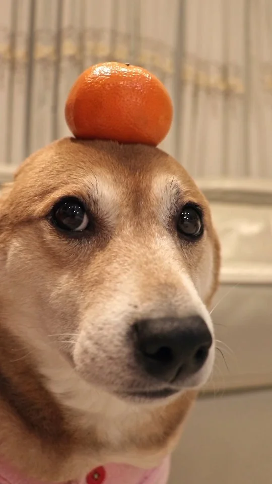 🔴+🟡=🍊🦭
.
#cutedog #dogsofinstagram #doglovers #shibainu #explore