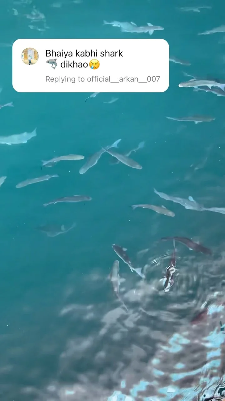 Shark ke bache🐬😍 itne sare 1 sath😘🛳️ #trend #fish #explore #réel #merchantnavy #ship #spain #port #india